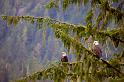 Eagles Standing Guard